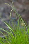 Bome-like sedge